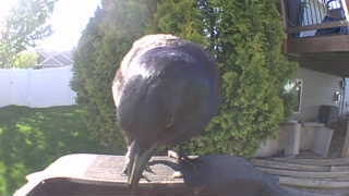 common grackle