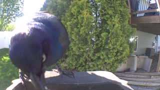 common grackle