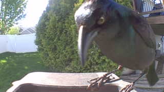 common grackle