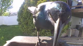 common grackle