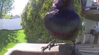 common grackle