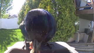 common grackle