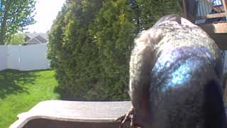 rock pigeon