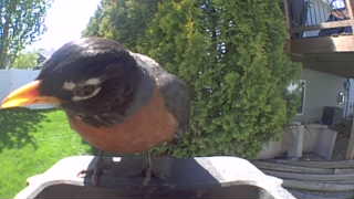 american robin