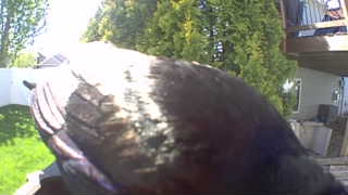 common grackle