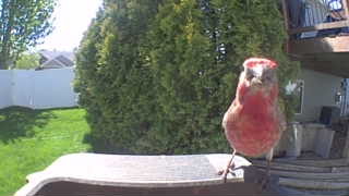 house finch