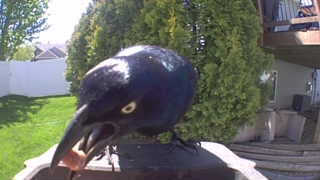 common grackle