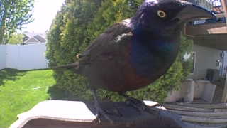 common grackle