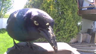 common grackle