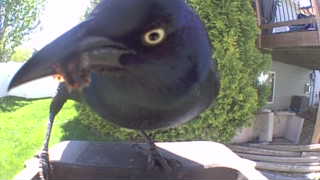 common grackle