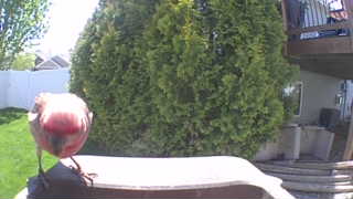 american robin