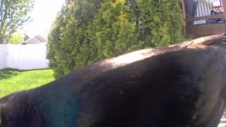 Unidentified clip