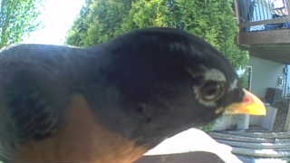 american robin