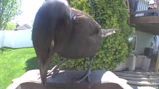 common grackle