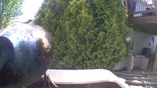 Unidentified clip