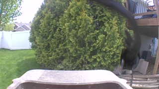 american crow