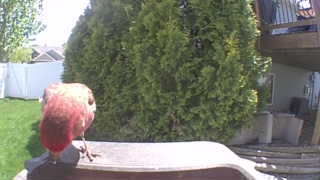 house finch