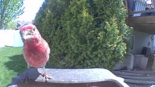 purple finch
