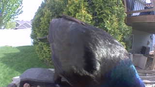 common grackle