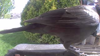 common grackle