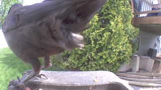 american crow