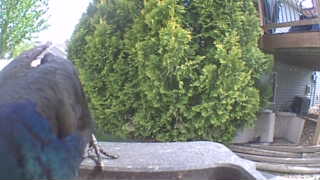 common grackle