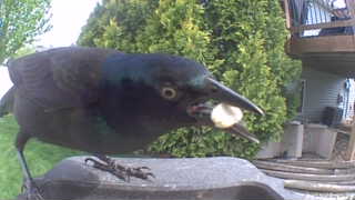 common grackle