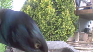 common grackle