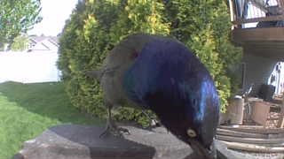 common grackle