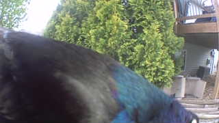 common grackle