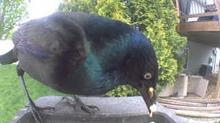 common grackle