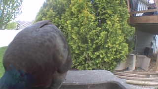 rock pigeon