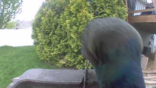 common grackle