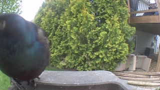 common grackle