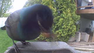 common grackle