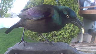 common grackle