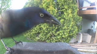 common grackle