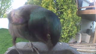 common grackle