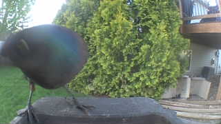 common grackle