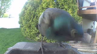 common grackle