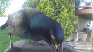 common grackle
