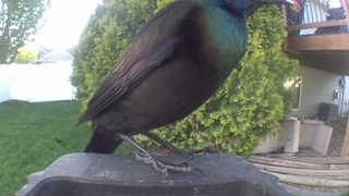 common grackle