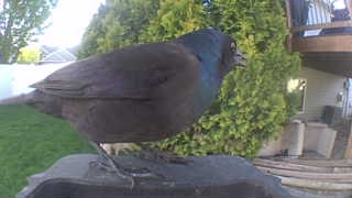 common grackle
