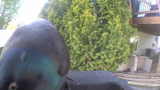 mallard
