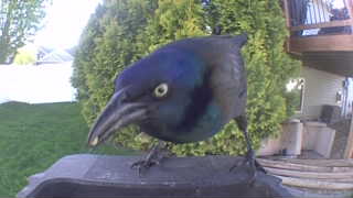 common grackle