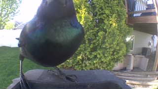 european starling