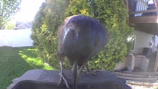 common grackle
