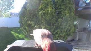 purple finch
