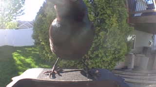 common grackle