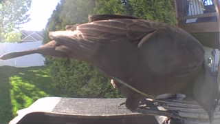 brown-headed cowbird